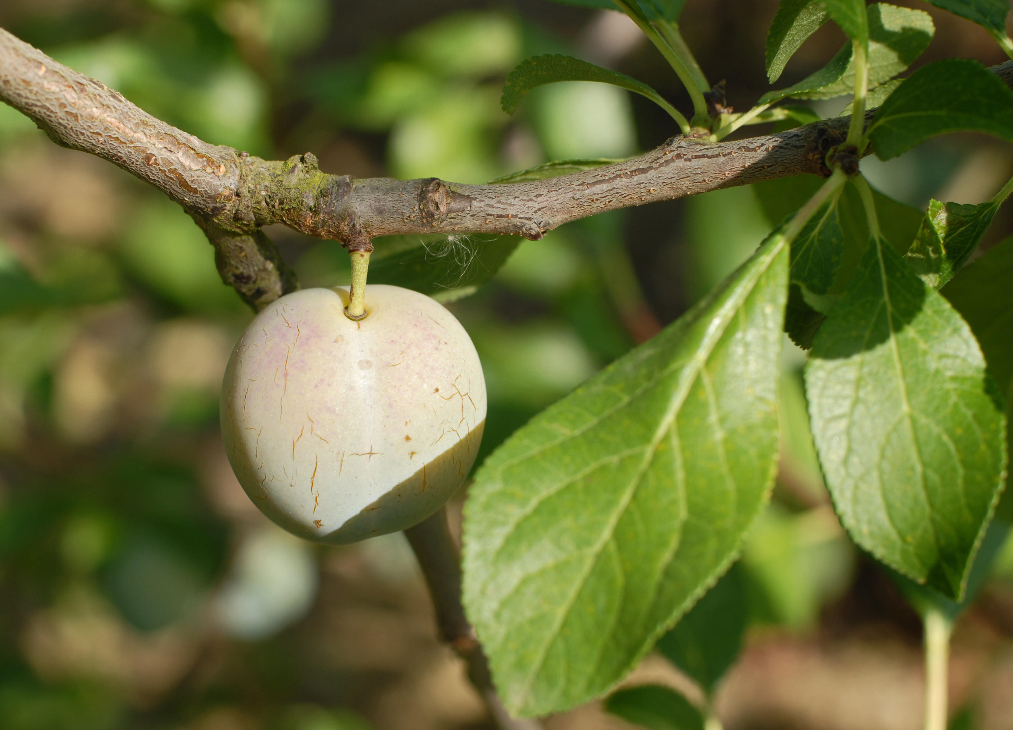 la prune philibon